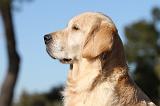 GOLDEN RETRIEVER 545